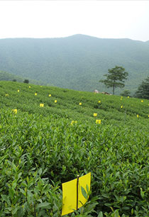 溧陽白茶無農(nóng)藥